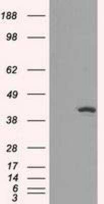 Western Blot: Isocitrate Dehydrogenase 1/IDH1 Antibody (OTI2H9) [NBP1-47804]