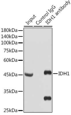 Immunoprecipitation: Isocitrate Dehydrogenase 1/IDH1 Antibody (5S2U7) [NBP3-16556]