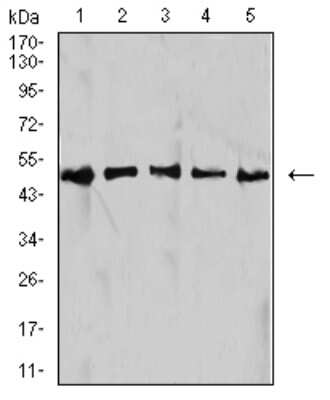Western Blot: Isocitrate Dehydrogenase 1/IDH1 Antibody (7G8A1)BSA Free [NBP2-61795]