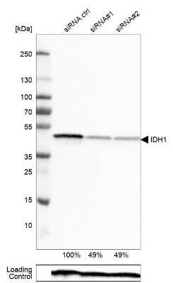 Western Blot: Isocitrate Dehydrogenase 1/IDH1 Antibody (CL0219) [NBP2-52882]