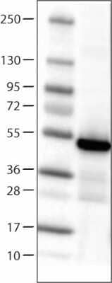 Western Blot: Isocitrate Dehydrogenase 1/IDH1 Antibody (CL0219) [NBP2-52882]