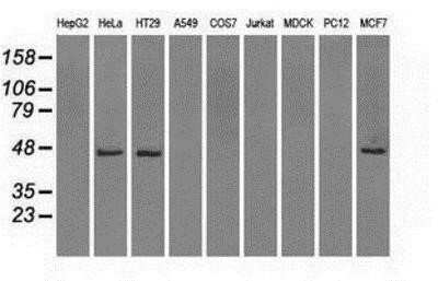 Western Blot: Isocitrate Dehydrogenase 1/IDH1 Antibody (OTI2H9)Azide and BSA Free [NBP2-70988]