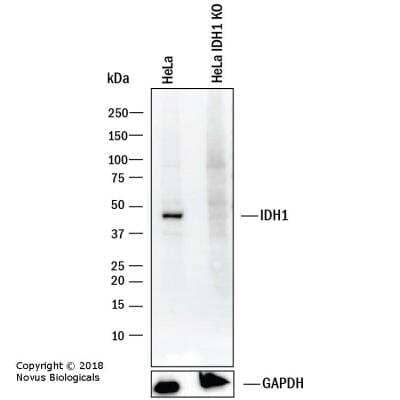 Knockout Validated: Isocitrate Dehydrogenase 1/IDH1 Antibody (OTI2H9) [NBP1-47804]