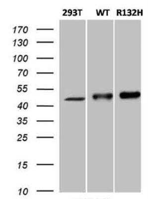 Western Blot: Isocitrate Dehydrogenase 1/IDH1 Antibody (OTI3G9) [NBP2-46018]