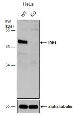 Knockout Validated: Isocitrate Dehydrogenase 1/IDH1 Antibody [NBP1-31599]