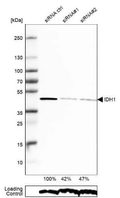Western Blot: Isocitrate Dehydrogenase 1/IDH1 Antibody [NBP1-87428]