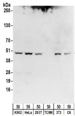 Western Blot: Isocitrate Dehydrogenase 1/IDH1 Antibody [NBP2-32150]