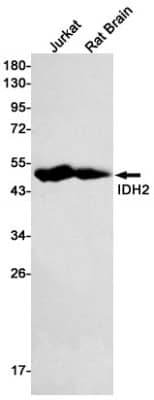 Western Blot: Isocitrate Dehydrogenase 2/IDH2 Antibody (S04-1B0) [NBP3-19658]