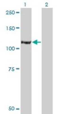 Western Blot: Isoleucyl tRNA synthetase Antibody (3D3) [H00003376-M03]