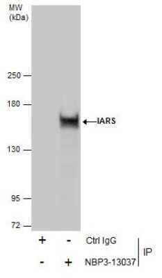 Immunoprecipitation: Isoleucyl tRNA synthetase Antibody [NBP3-13037]