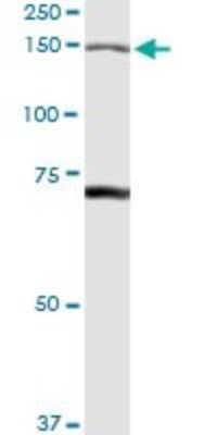 Western Blot: Isoleucyl tRNA synthetase Antibody [H00003376-D01P]