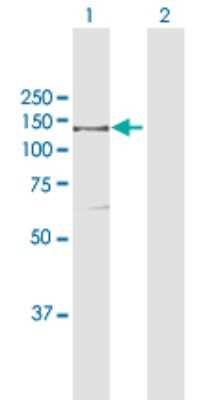 Western Blot: Isoleucyl tRNA synthetase Antibody [H00003376-D01P]