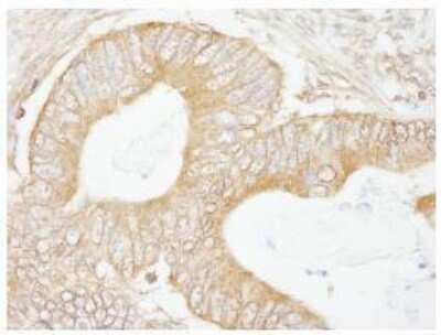 Immunohistochemistry-Paraffin: Isopeptidase T/USP5 Antibody [NB100-77286]