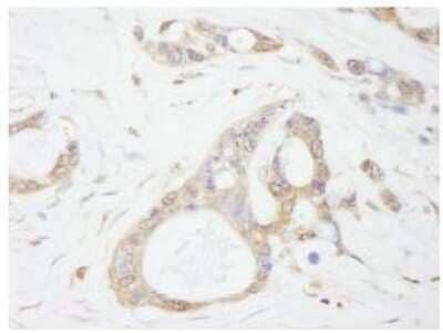 Immunohistochemistry-Paraffin: Isopeptidase T/USP5 Antibody [NB100-77286]
