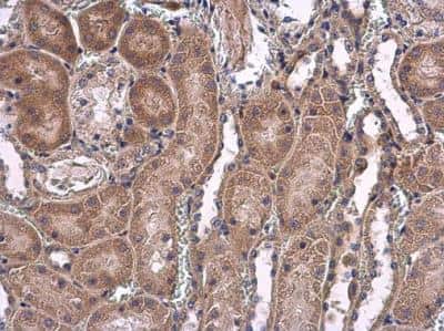 Immunohistochemistry-Paraffin: Isopeptidase T/USP5 Antibody [NBP1-32590]
