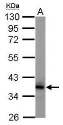 Western Blot: JAB1 Antibody (2A10.8) [NB120-495]