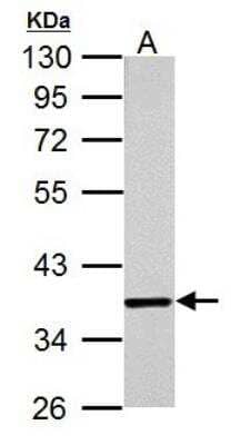 Western Blot: JAB1 Antibody (2A10.8) [NB120-495]