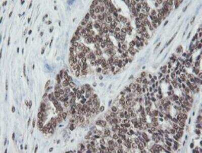 Immunohistochemistry-Paraffin: JAB1 Antibody (OTI2B12) [NBP2-01813]