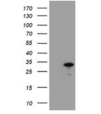 Western Blot: JAB1 Antibody (OTI2B12) [NBP2-01813]