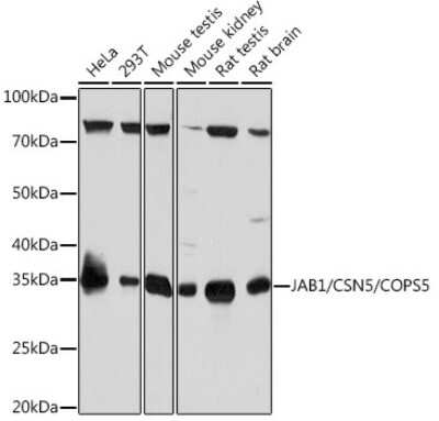 Western Blot: JAB1 Antibody (3X5F0) [NBP3-16328]