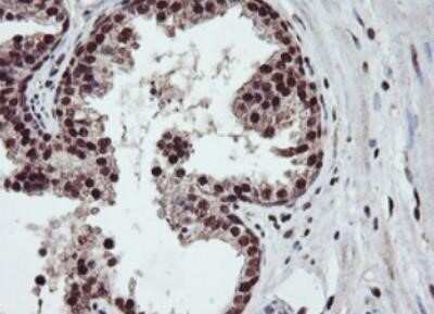 Immunohistochemistry: JAB1 Antibody (OTI2B12) - Azide and BSA Free [NBP2-71659]