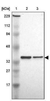 Western Blot: JAB1 Antibody [NBP1-84370]