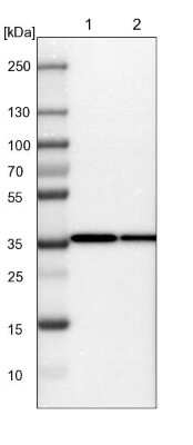 Western Blot: JAB1 Antibody [NBP1-84370]