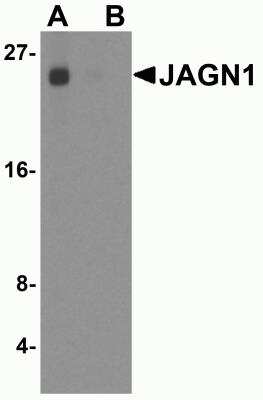 Western Blot: JAGN1 AntibodyBSA Free [NBP2-81910]