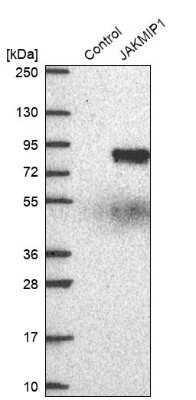 Western Blot: JAKMIP1 Antibody [NBP2-14137]