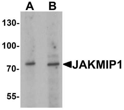 Western Blot: JAKMIP1 AntibodyBSA Free [NBP2-81959]