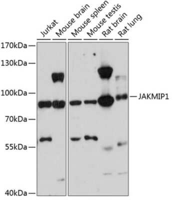 Western Blot: JAKMIP1 AntibodyBSA Free [NBP3-04970]