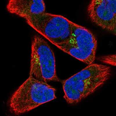 Immunocytochemistry/ Immunofluorescence: JAKMIP2 Antibody [NBP2-57711]