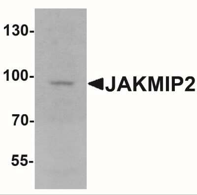 Western Blot: JAKMIP2 AntibodyBSA Free [NBP2-41202]