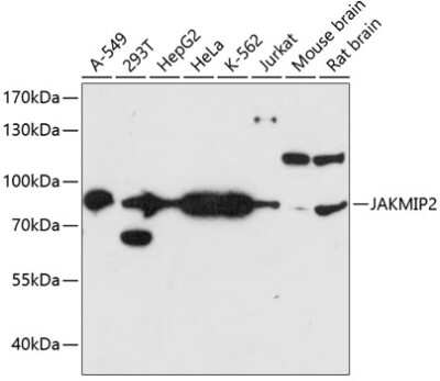 Western Blot: JAKMIP2 AntibodyAzide and BSA Free [NBP3-05109]