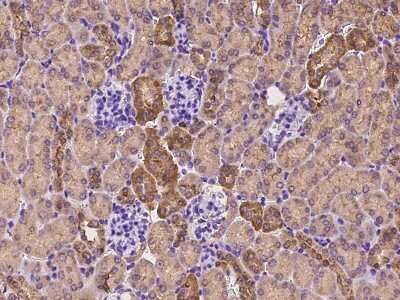 Immunohistochemistry-Paraffin: JAM-4/IGSF5 Antibody [NBP2-99581]