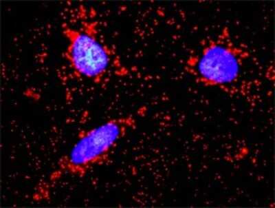 Proximity Ligation Assay: JAM-A Antibody (2E3-1C8) [H00050848-M01]