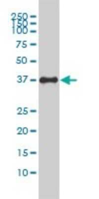 Western Blot: JAM-A Antibody (2E3-1C8) [H00050848-M01]