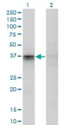 Western Blot: JAM-A Antibody (2E3-1C8) [H00050848-M01]