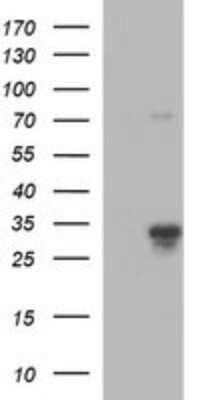 Western Blot: JAM-A Antibody (OTI3H3)Azide and BSA Free [NBP2-71876]