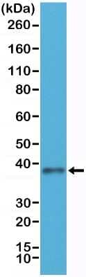 Western Blot: JAM-A Antibody (RM275) [NBP2-61562]