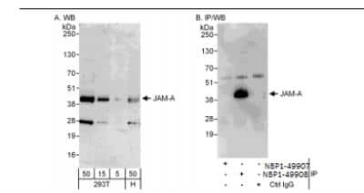 Western Blot: JAM-A Antibody [NBP1-49908]