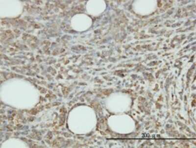 Immunohistochemistry-Paraffin: JAM-B/VE-JAM Antibody (1G4) [H00058494-M01]