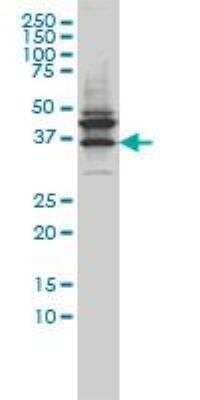 Western Blot: JAM-B/VE-JAM Antibody (1G4) [H00058494-M01]