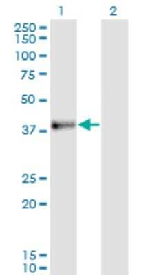 Western Blot: JAM-B/VE-JAM Antibody (1G4) [H00058494-M01]