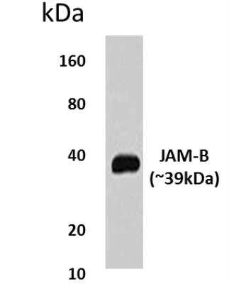 Western Blot: JAM-B/VE-JAM Antibody (MM0425-4L28)Azide and BSA Free [NBP2-11745]