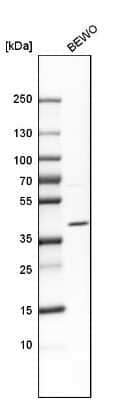 Western Blot: JAM-C Antibody [NBP1-92032]