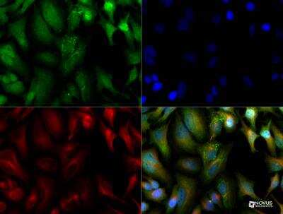Immunocytochemistry/ Immunofluorescence: JAMP Antibody - BSA Free [NBP2-36446]