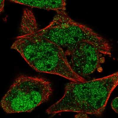 Immunocytochemistry/ Immunofluorescence: JAMP Antibody [NBP2-57393]