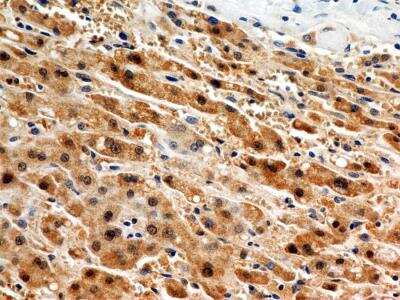 Immunohistochemistry-Paraffin: JAMP Antibody - BSA Free [NBP2-36446]