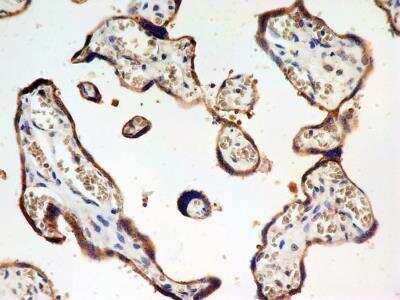 Immunohistochemistry-Paraffin: JAMP Antibody - BSA Free [NBP2-36446]